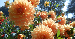 Mainau 2016