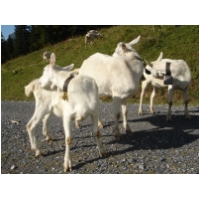 Kikurs_Kiental_07_20.jpg