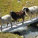 stubai88