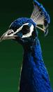 pfau