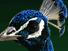 pfau