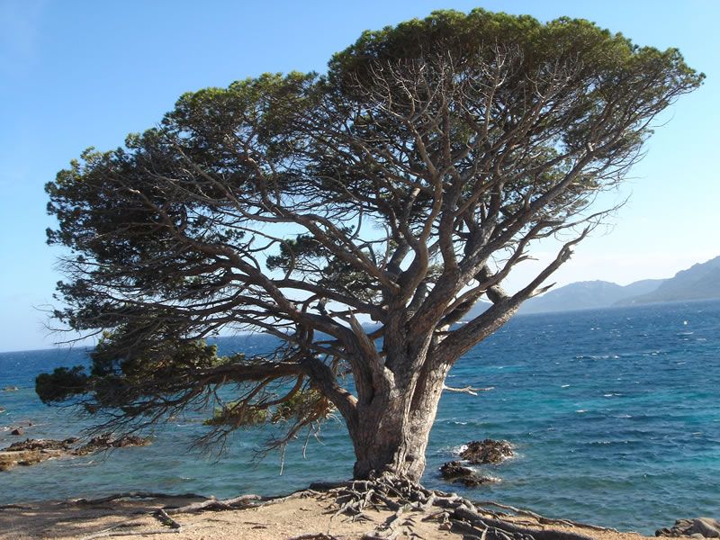 Korsika08-169.jpg